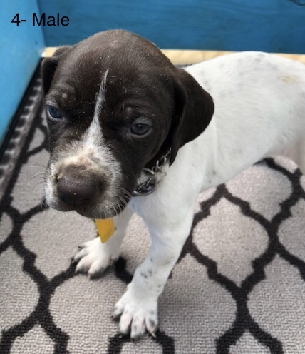 Medium Photo #1 German Shorthaired Pointer Puppy For Sale in ALACHUA, FL, USA
