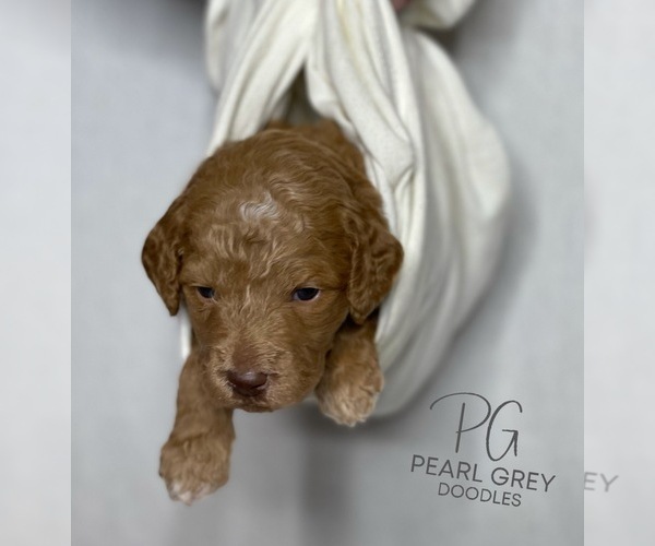 Medium Photo #3 Goldendoodle Puppy For Sale in MOULTON, AL, USA