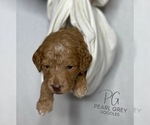 Small Photo #3 Goldendoodle Puppy For Sale in MOULTON, AL, USA