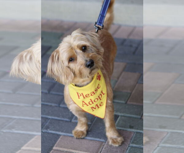 Medium Photo #2 Doxiepoo (Miniature) Puppy For Sale in Mission Viejo, CA, USA