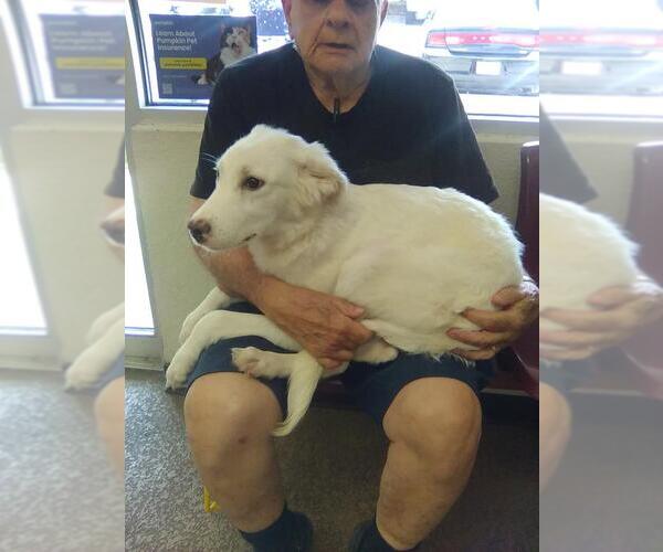 Medium Photo #5 Great Pyrenees Puppy For Sale in Spring, TX, USA