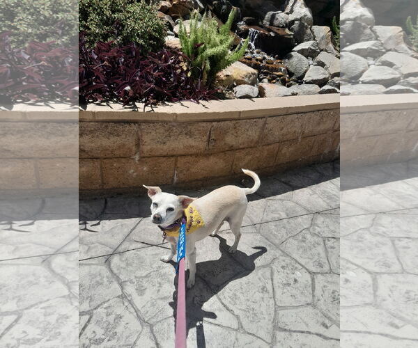Medium Photo #3 Chihuahua-Unknown Mix Puppy For Sale in San Diego, CA, USA