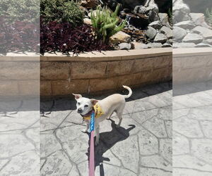 Jillie - Female Chihuahua-Unknown Mix Dog for Adoption - Photo #3