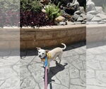 Small #2 Chihuahua Mix