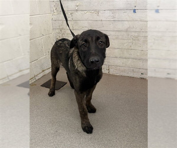 Medium Photo #1 German Shepherd Dog Puppy For Sale in San Bernardino, CA, USA