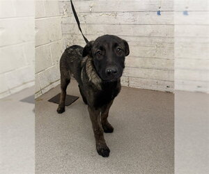 German Shepherd Dog Dogs for adoption in San Bernardino, CA, USA