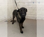 Small German Shepherd Dog