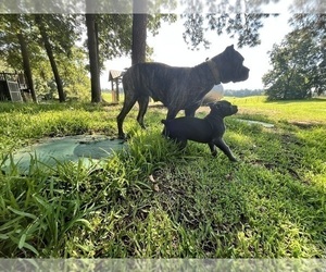 Mother of the Cane Corso puppies born on 04/25/2025