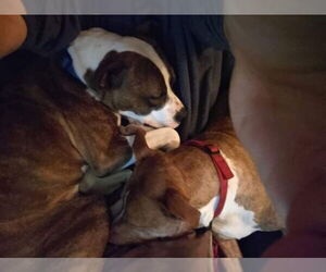 Mugsy - Male American Pit Bull Terrier-Unknown Mix Dog for Adoption - Photo #44