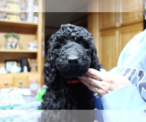 Poodle (Standard) Puppy for sale in ALBION, NY, USA