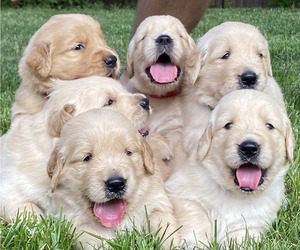 Golden Retriever Puppy for Sale in CLIVE, Iowa USA