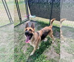 Small #1 German Shepherd Dog