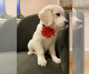 Medium English Cream Golden Retriever