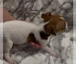 Small #4 Jack Russell Terrier