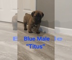 Small #5 Cane Corso