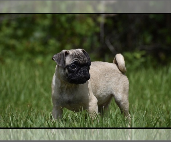 Medium Photo #1 Pug Puppy For Sale in PALM COAST, FL, USA