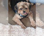 Small #2 Poodle (Miniature) Mix