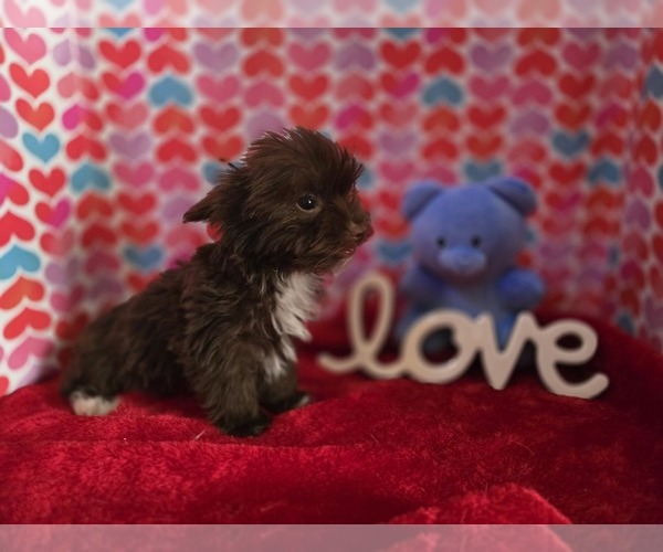 Medium Photo #3 Yorkshire Terrier Puppy For Sale in ALEXANDRIA, IN, USA