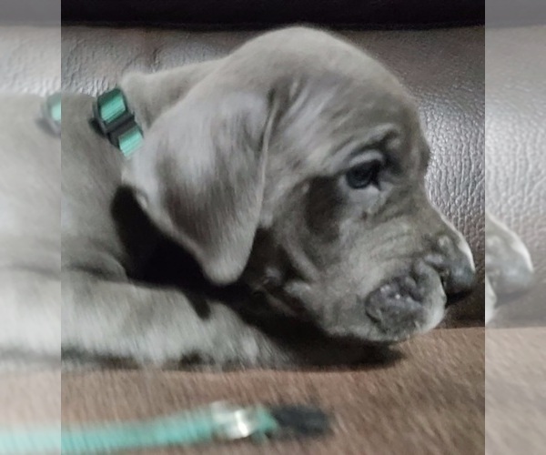 Medium Photo #23 Great Dane Puppy For Sale in OGDEN, UT, USA