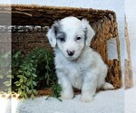 Small Photo #5 Goldendoodle-Poodle (Miniature) Mix Puppy For Sale in LITITZ, PA, USA