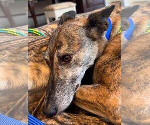 Greyhound Dogs for adoption in Cherry Hill, NJ, USA
