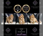 Puppy Scooby AKC Poodle (Miniature)
