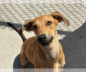 Redbone Coonhound-Unknown Mix Dogs for adoption in Tulsa, OK, USA