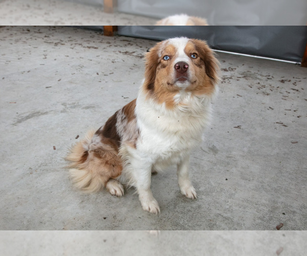 Medium Photo #2 Australian Shepherd Puppy For Sale in CAMDEN, MI, USA