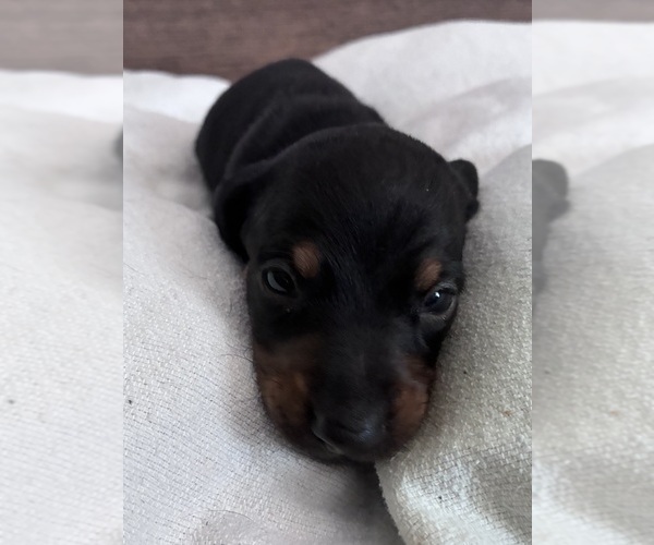 Medium Photo #3 Dachshund Puppy For Sale in SOUTHINGTON, OH, USA