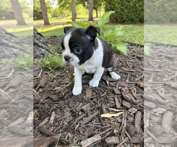 Medium Photo #2 Boston Terrier Puppy For Sale in FREDONIA, KS, USA