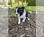 Small #1 Boston Terrier