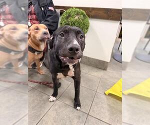 American Staffordshire Terrier-Unknown Mix Dogs for adoption in San Antonio, TX, USA
