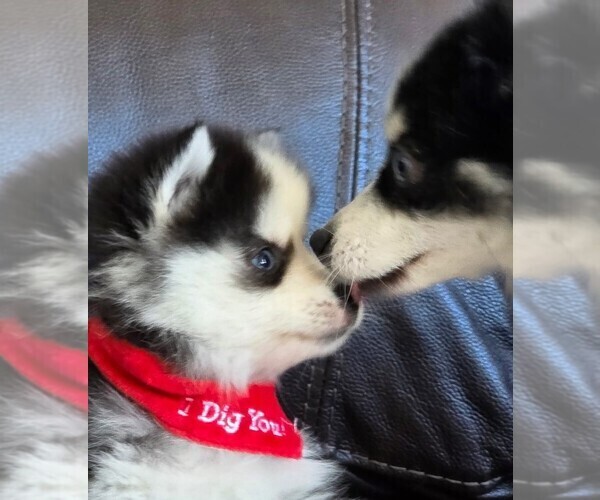 Medium Photo #9 Pomsky Puppy For Sale in DELAWARE, OH, USA