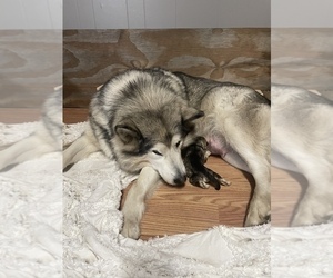 Mother of the Alaskan Malamute puppies born on 11/02/2022