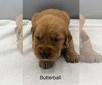Small #6 Golden Retriever