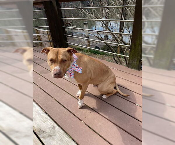 Medium Photo #1 American Bulldog-Labrador Retriever Mix Puppy For Sale in Decatur, GA, USA