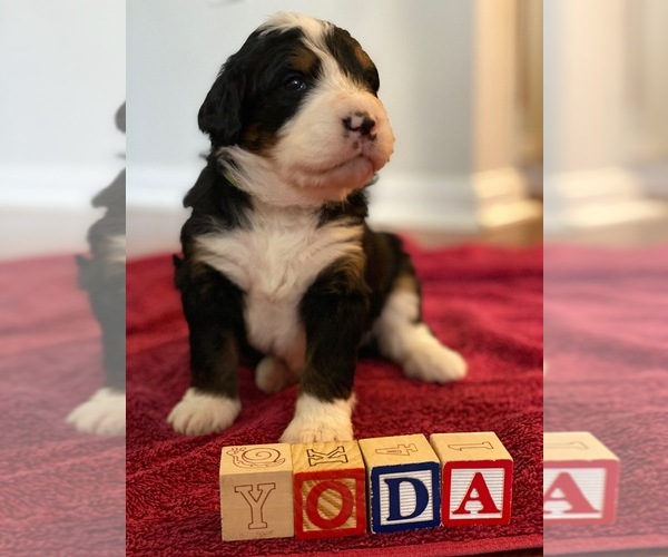 Medium Photo #1 Bernedoodle Puppy For Sale in SPRINGFIELD, VA, USA