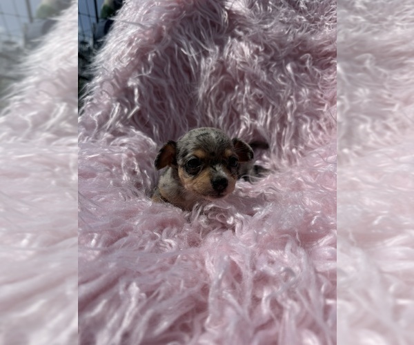 Medium Photo #8 Chihuahua Puppy For Sale in SHERMAN, TX, USA