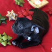 Small #12 French Bulldog