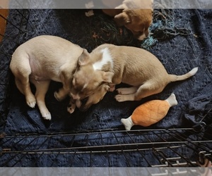 Jack Chi Litter for sale in MINNEOLA, FL, USA