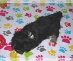Small #2 Poovanese