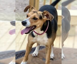 Beagle-Unknown Mix Dogs for adoption in Ocean Springs, MS, USA