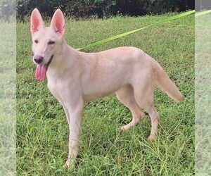 Medium white german shepherd Mix