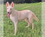 Small white german shepherd Mix