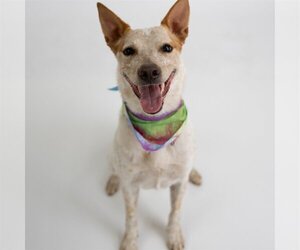 Mutt Dogs for adoption in Fargo, ND, USA