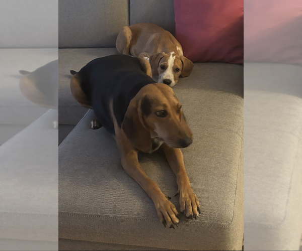 Medium Photo #6 Mutt Puppy For Sale in Brooklyn, NY, USA