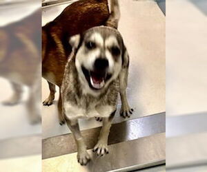 Mutt Dogs for adoption in Pampa, TX, USA