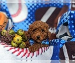 Small Photo #6 Cavapoo Puppy For Sale in KIRKWOOD, PA, USA