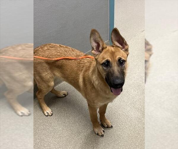 Medium Photo #1 German Shepherd Dog-Unknown Mix Puppy For Sale in Las Vegas, NV, USA