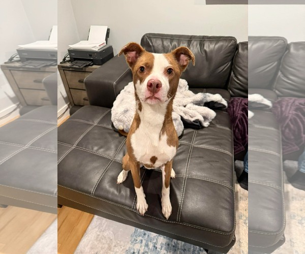 Medium Photo #3 Labrador Retriever-Unknown Mix Puppy For Sale in Duluth, MN, USA